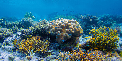 Coral reef conservation speciality course